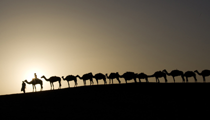Camel caravan in Mali