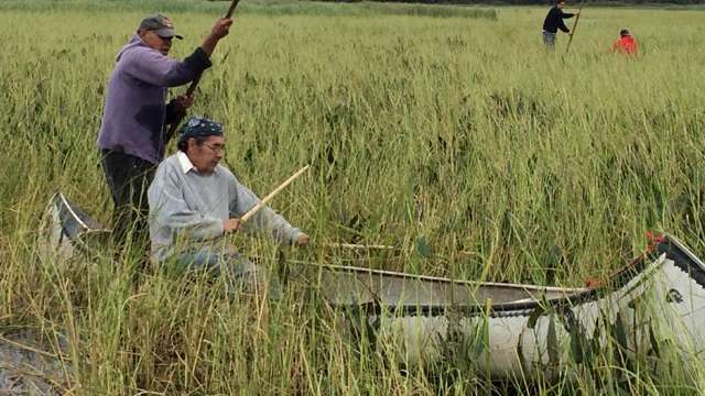 The Ojibwe peoples across the Great Lakes continue to harvest wild rice as they have for hundreds of years.