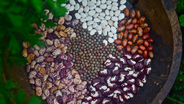 John Coykendall has been preserving seeds for more than 40 years