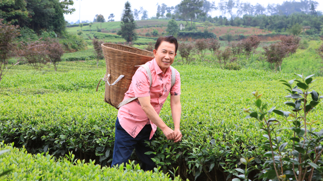 Martin Yan picks tea in Pujiang Chengdu
