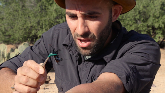 YouTube star Coyote Peterson intentionally stinging himself with a tarantula hawk spider.