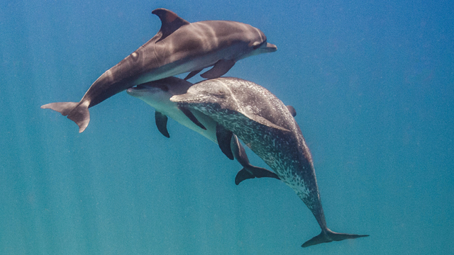 Decoding dolphin communication