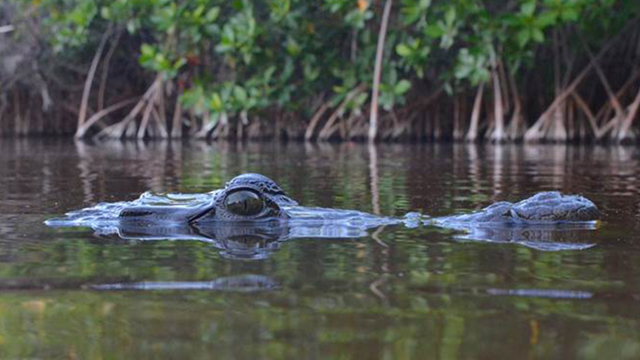 Saving the alligator population in Jamaica