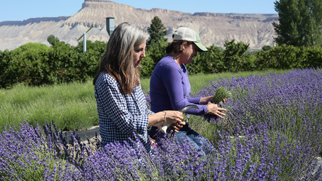 Gina and Rodman create a 2.7-acre lavender cut-flower farm in an urban neighborhood – and try to make it profitable