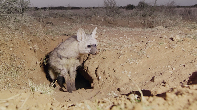 Aardvark burrows are used by a variety of species