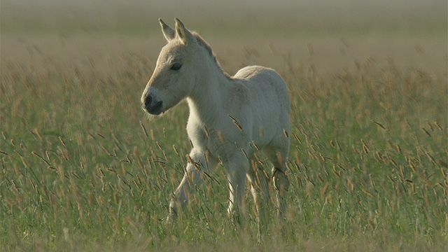 The documentary follows a young foal named Dot