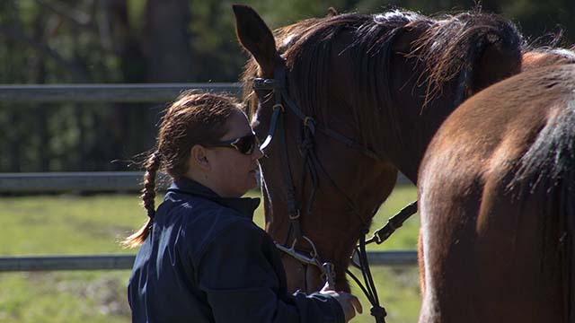 Explore an equine welfare program