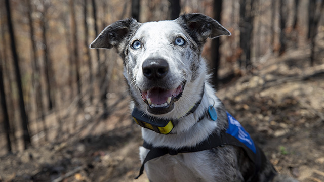 Bear - a six-year-old Australian Koolie dog