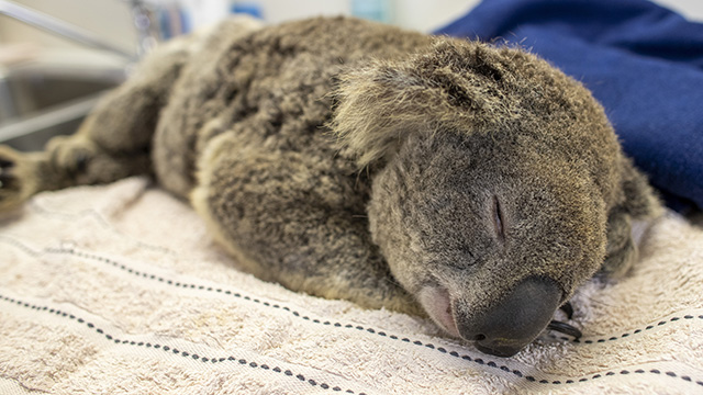 Tyson Mayr and his team rescue koalas from burnt-out bushland