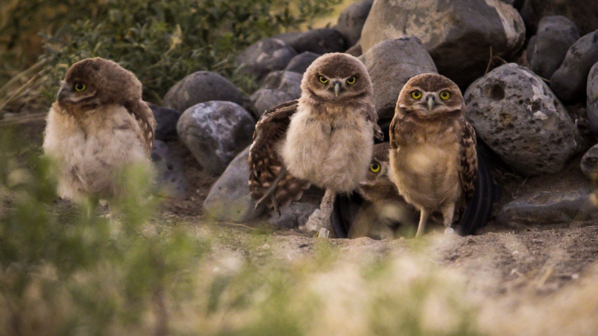 A determined biologist rescues a fragile population of burrowing owls in Eastern Oregon